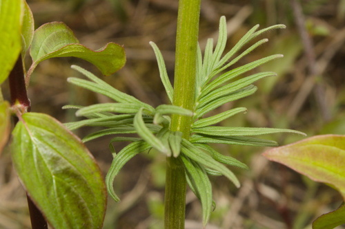 Valeriana stolonifera, photograph 5
