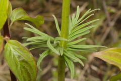 Valeriana stolonifera, photograph (c) Bobo-X, some rights reserved (CC BY)