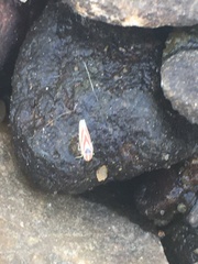 Erythridula penenoeva