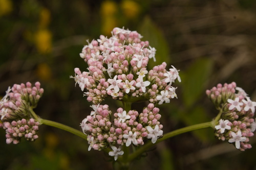 Valeriana stolonifera, photograph 3