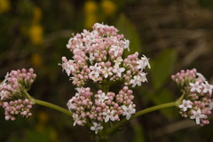 Valeriana stolonifera, photograph (c) Bobo-X, some rights reserved (CC BY)