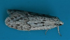 Semioscopis megamicrella
