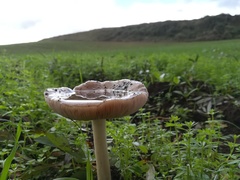 Volvopluteus gloiocephalus