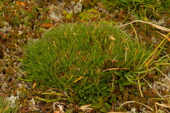 Oreobolus pectinatus