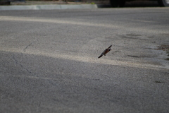 Turdus migratorius