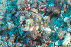 Amblyeleotris periophthalmus