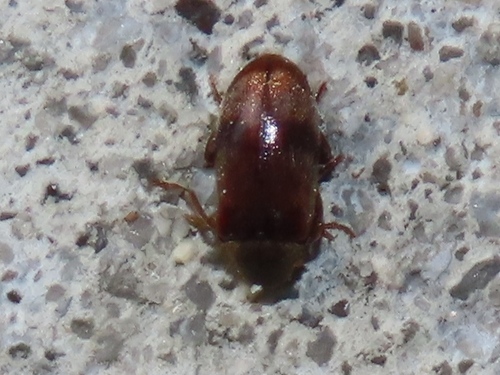 ivy boring beetle, Voorburg, Nederland, photo 6 of 10
