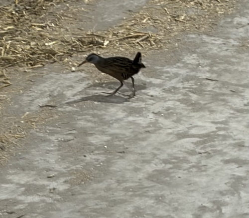 Virginia Rail