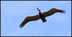 Pelecanus occidentalis