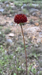 Gaillardia suavis