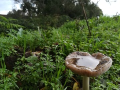 Volvopluteus gloiocephalus