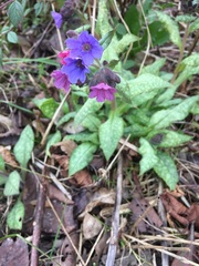Pulmonaria saccharata