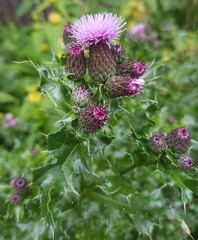 Cirsium arvense