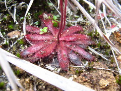 Drosera montana