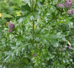Cirsium arvense