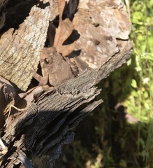 Anaxyrus terrestris