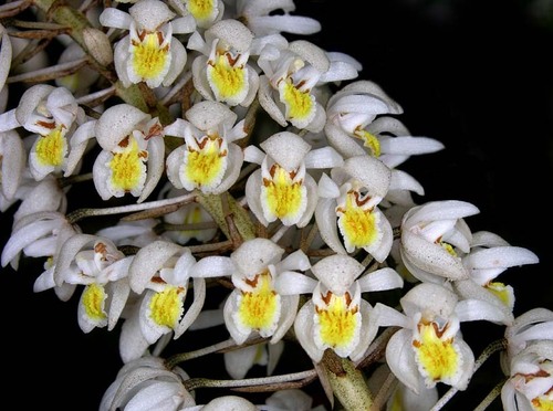 Coelogyne multiflora