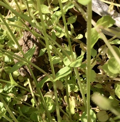 Anaxyrus terrestris