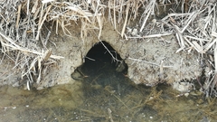 Myocastor coypus