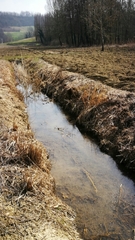 Myocastor coypus