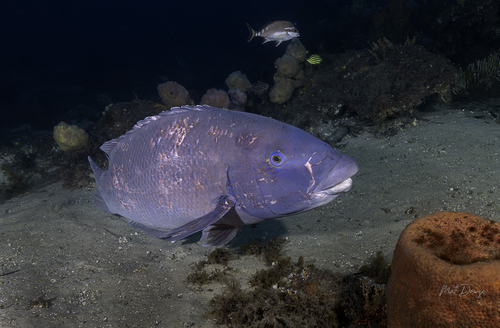 Achoerodus viridis