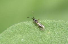 Diapriinae