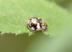 Psyllobora bicongregata