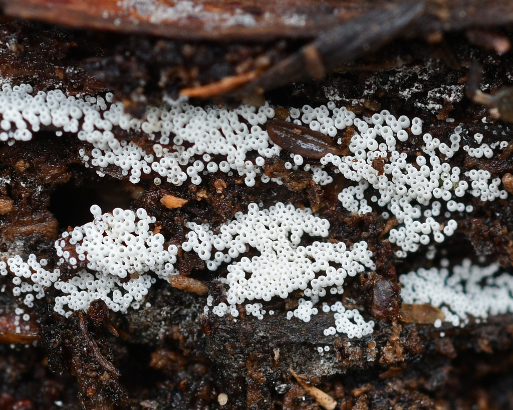 white tubelet · May 2026 · photo: Photo: (c) Roger Rittmaster, some rights reserved (CC BY) · iNaturalist