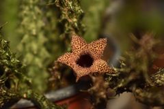 Stapelianthus decaryi