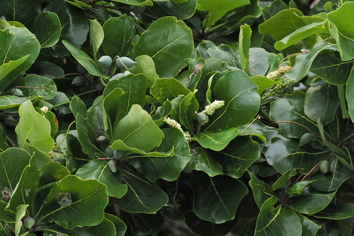 Terminalia arenicola observed 2026-04-30