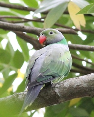 Psittacula calthrapae