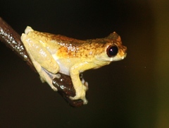 Dendropsophus kamagarini