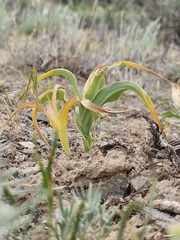 Iris kuschakewiczii, photograph (c) Yeskendir Satekov, some rights reserved (CC BY)