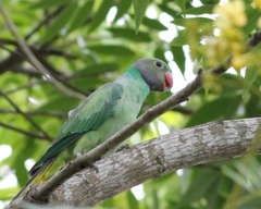 Psittacula calthrapae