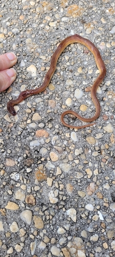 Pine Woods Littersnake
