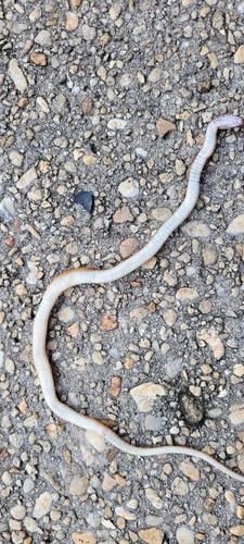 Pine Woods Littersnake