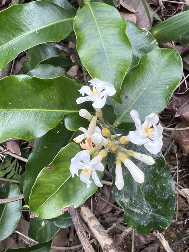Melodinus suaveolens observed 2026-05-11