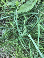 Ranunculus auricomus