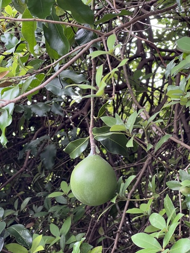 Melodinus suaveolens observed 2026-05-11