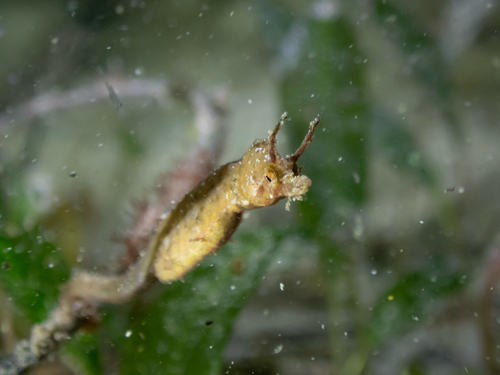 Idiotropiscis australis