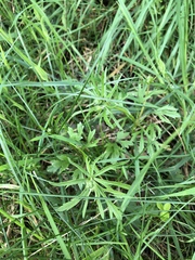 Ranunculus auricomus