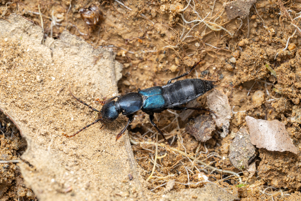 Agelosus caerulescens