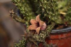 Stapelianthus decaryi