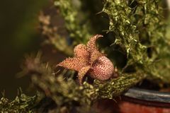 Stapelianthus decaryi