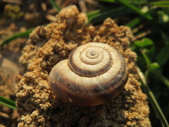Helicella itala