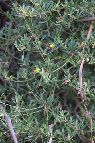 Image of Dichilus reflexus by (c) Tony Rebelo, some rights reserved (CC BY-SA)
