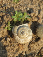 Helicella itala
