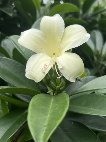 Fagraea ceilanica observed 2026-05-11