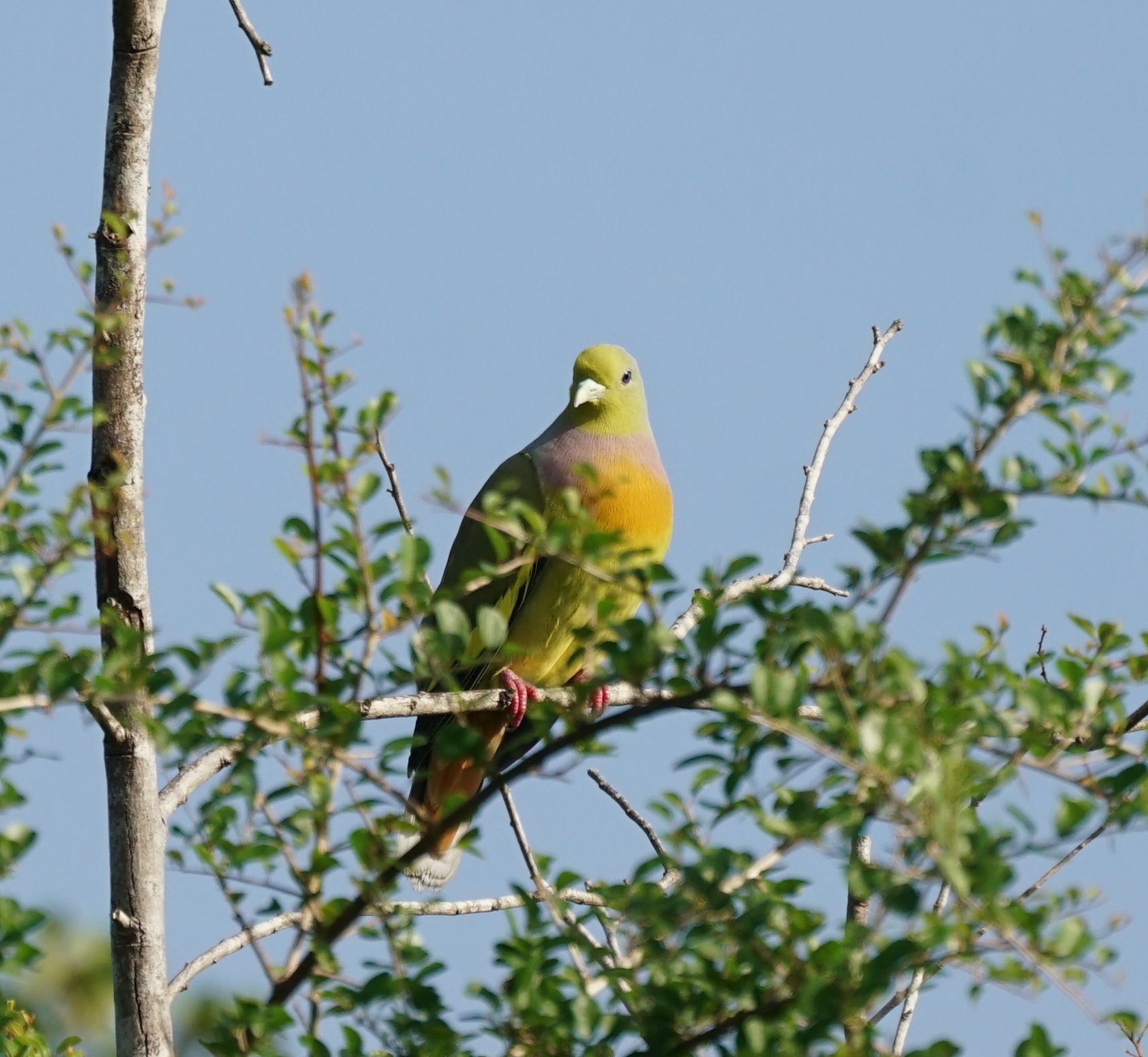 Orange-breasted Green Pigeon (Treron bicinctus), photo 5
