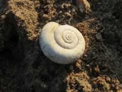 Helicella itala